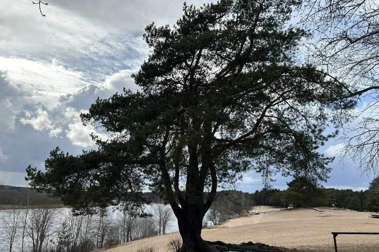 Выбираем Российское дерево года - 2026!